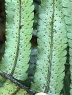 Image of Dryopteris namegatae (Kurata) Kurata