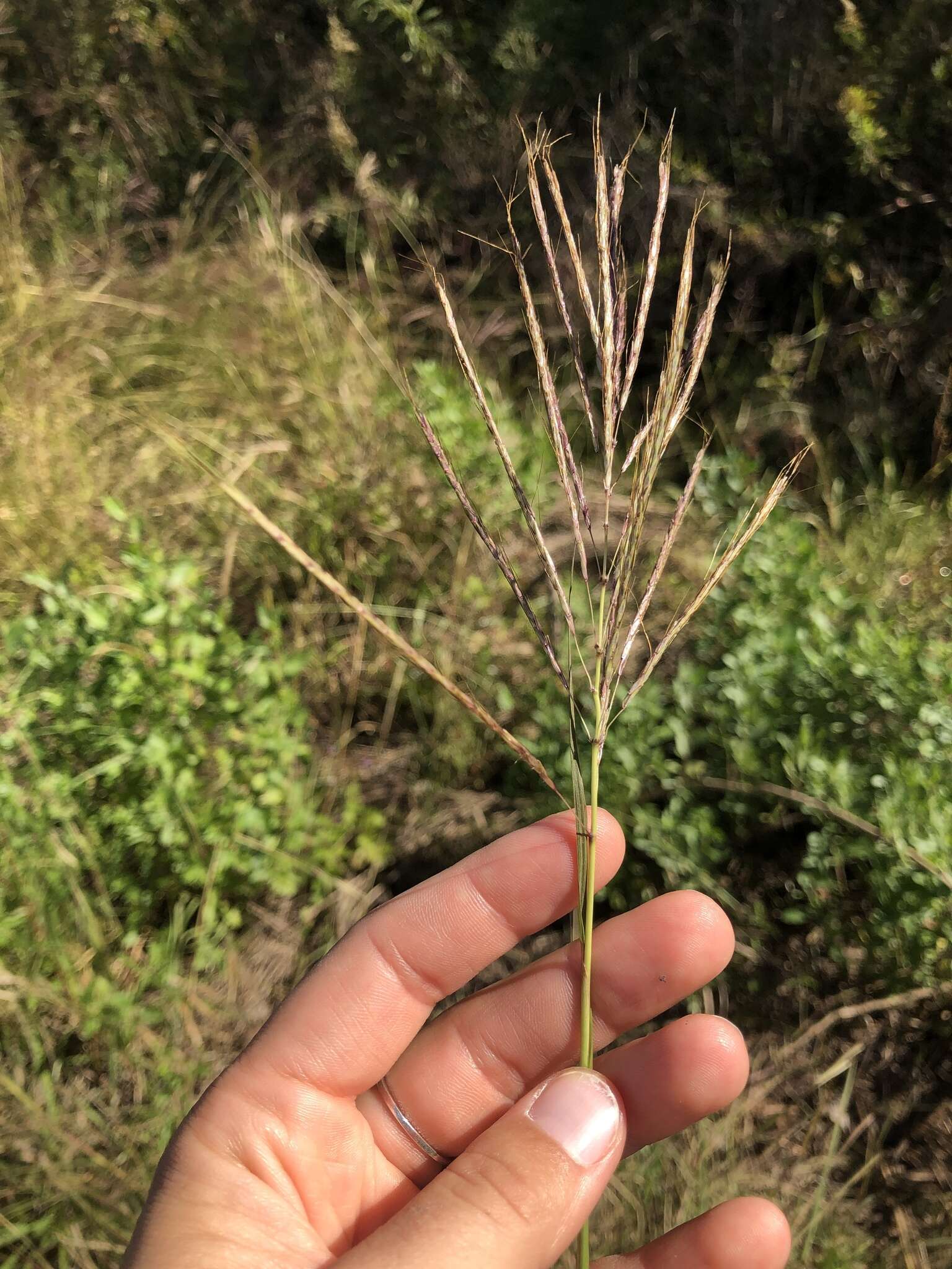 صورة Bothriochloa bladhii (Retz.) S. T. Blake