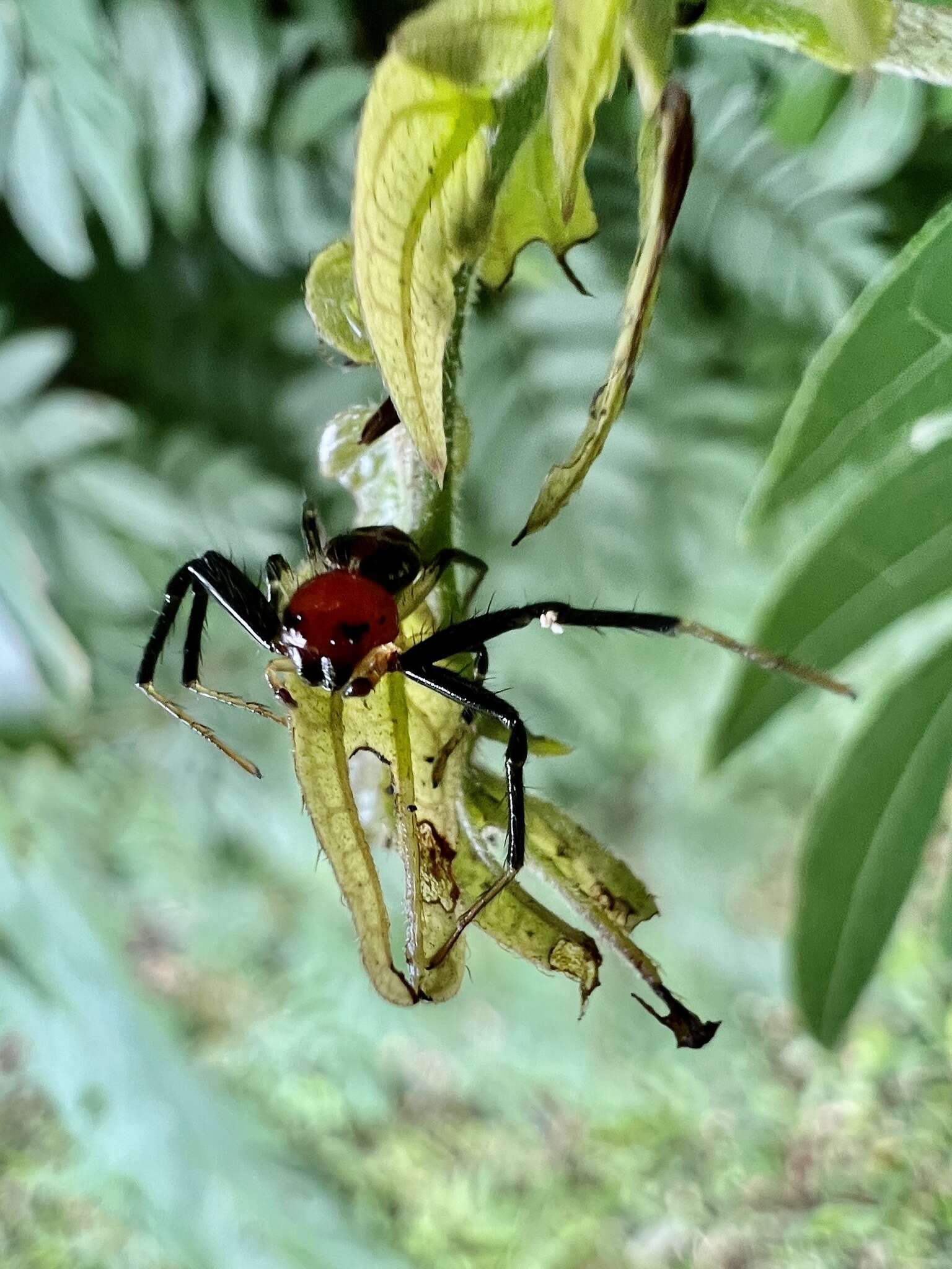 Image of Brown Flower Spider