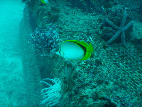 Image of Yellow-dotted butterflyfish