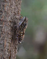 Image of Cicada cretensis Quartau & Simoes 2005