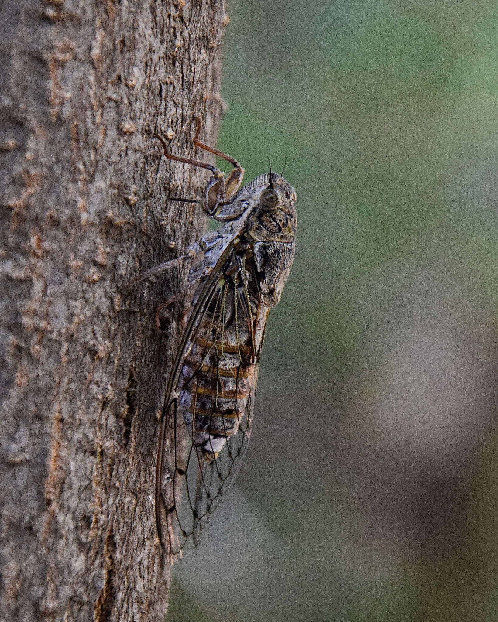 Image of Cicada cretensis Quartau & Simoes 2005