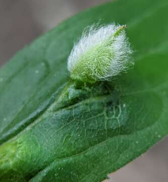 Image of Rhopalomyia clarkei Felt 1907