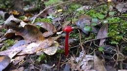 Слика од Hygrocybe rubrocarnosa (G. Stev.) E. Horak 1971