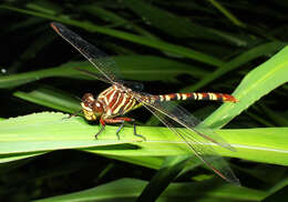 Image of Aphylla theodorina (Navás 1933)