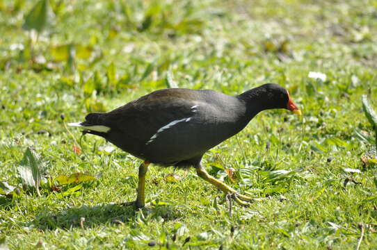 Image de Gallinula chloropus chloropus (Linnaeus 1758)