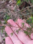 Image of Dillwynia tenuifolia DC.