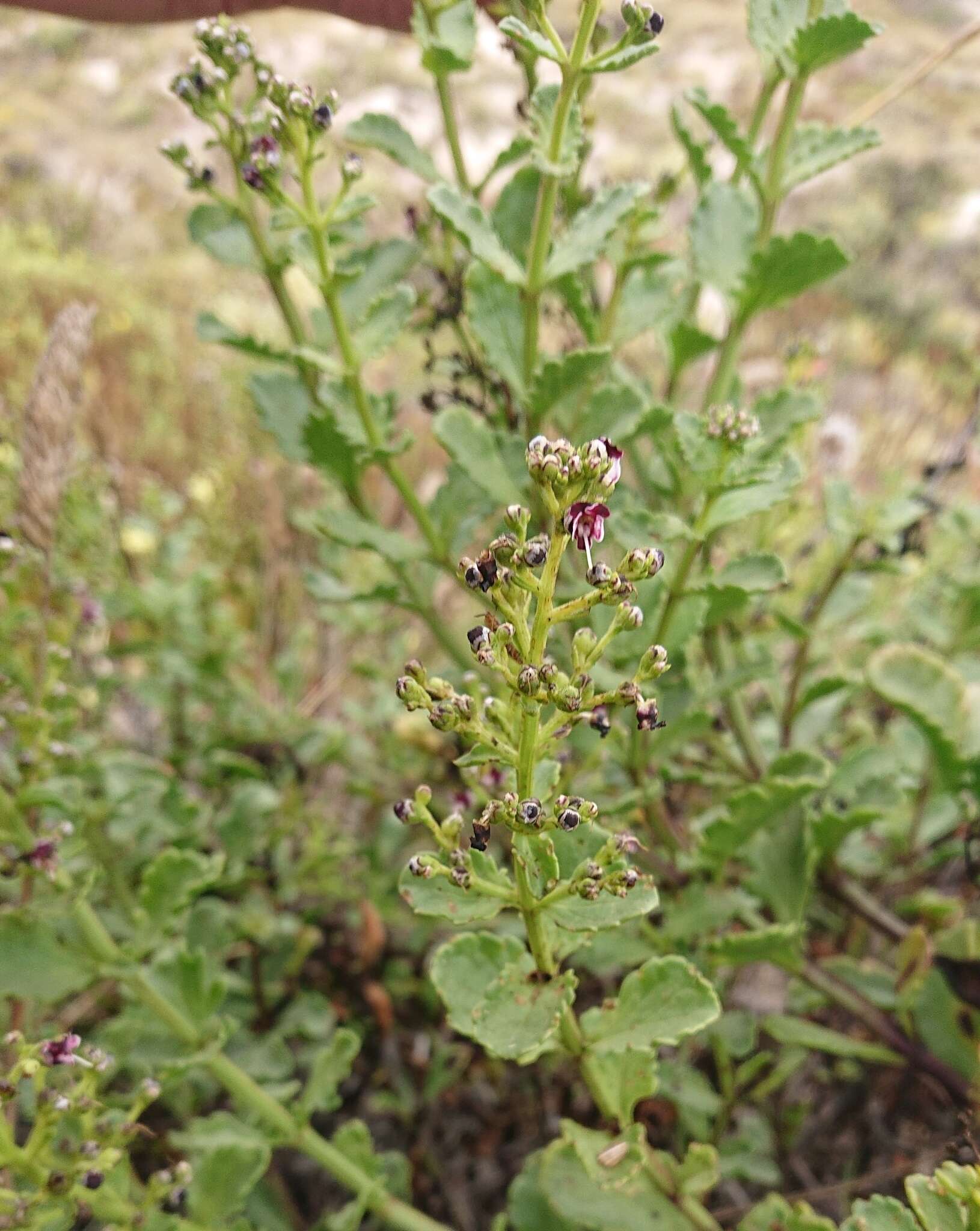 Image of Scrophularia frutescens L.