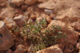 Image of Fagonia glutinosa Del.