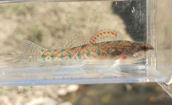 صورة Etheostoma gracile (Girard 1859)