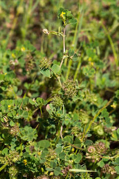 Image of Mediterranean medick