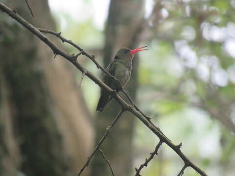 Image of Gilded Hummingbird