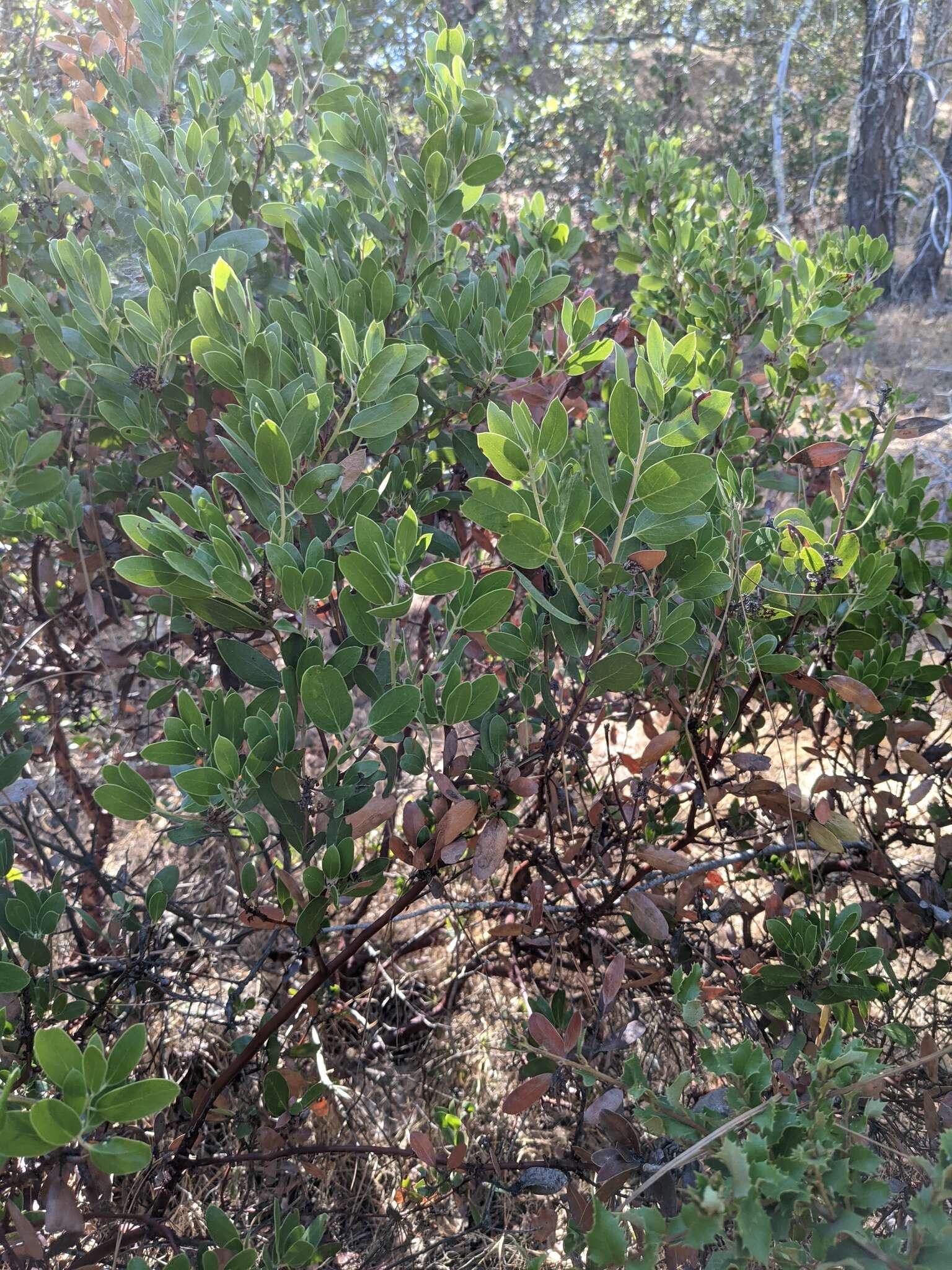 Sivun Arctostaphylos manzanita subsp. laevigata (Eastw.) Munz kuva