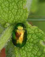 Image of <i>Chrysolina viridana</i>