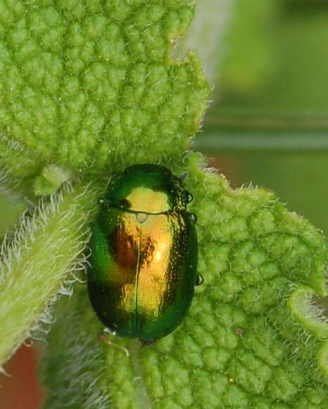 Image of <i>Chrysolina viridana</i>