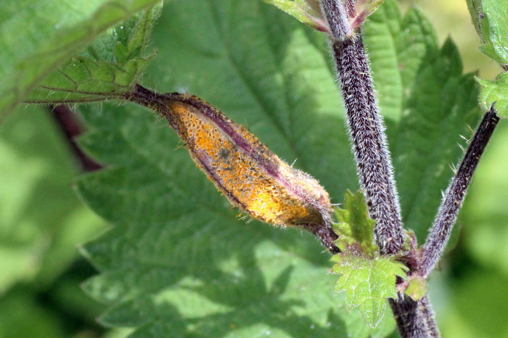 Image of nettle rust (fungus)