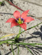 Image of Romulea obscura Klatt