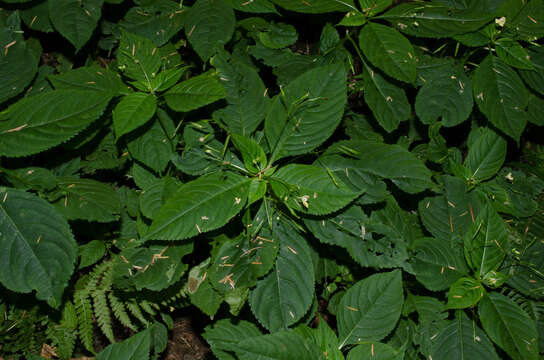 Image of small balsam