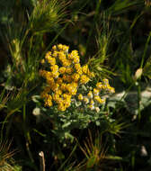 Слика од Achillea tenuifolia Lam.