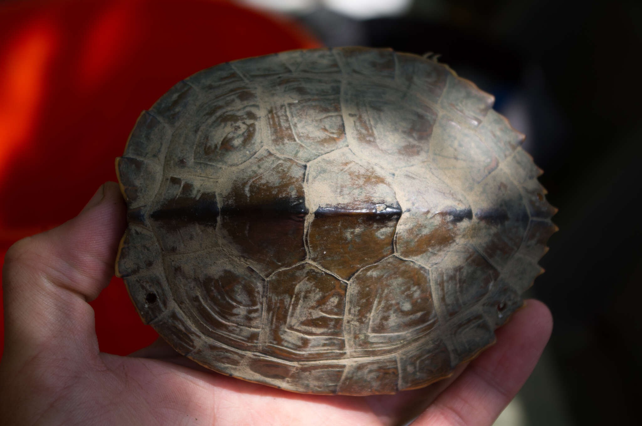 Image of Sabine map turtle