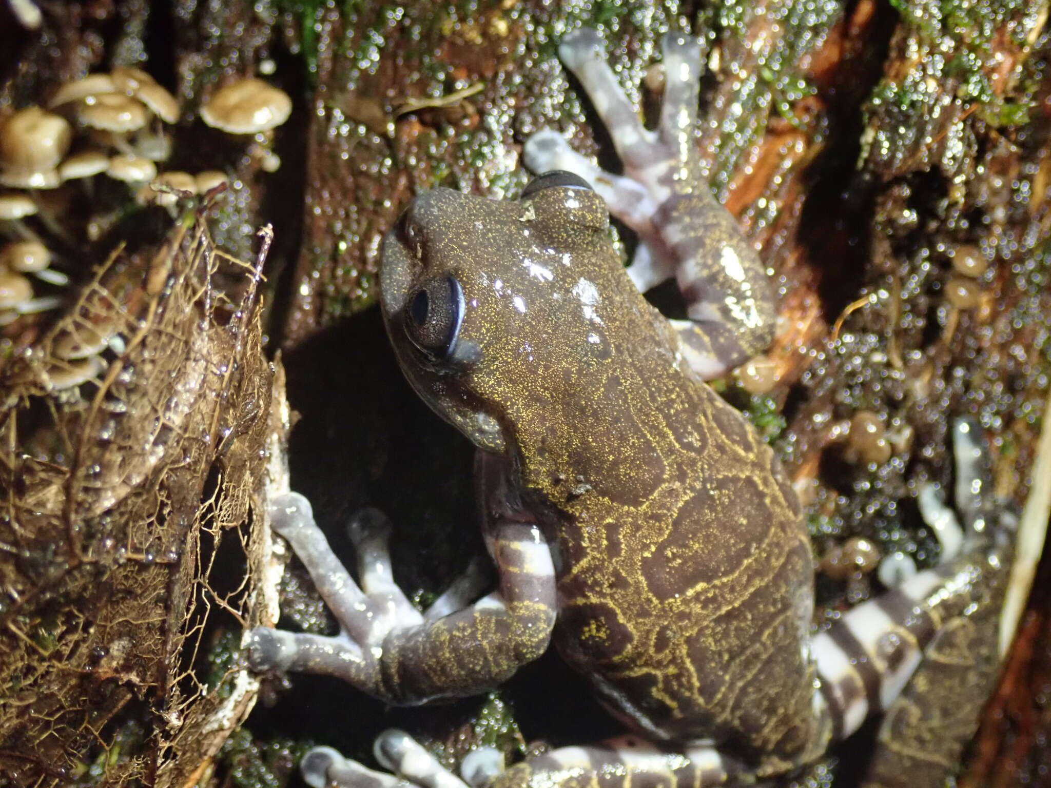 Image of Hyloscirtus criptico Coloma, Carvajal-Endara, Dueñas, Paredes-Recalde, Morales-Mite & Almeida-Reinoso et al. 2012