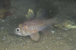 Image of Orange cardinalfish