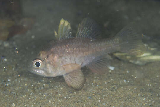 Image of Orange cardinalfish