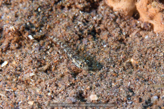 Image of Goldspot Goby