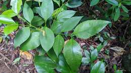 Image of Garcinia linii C. E. Chang