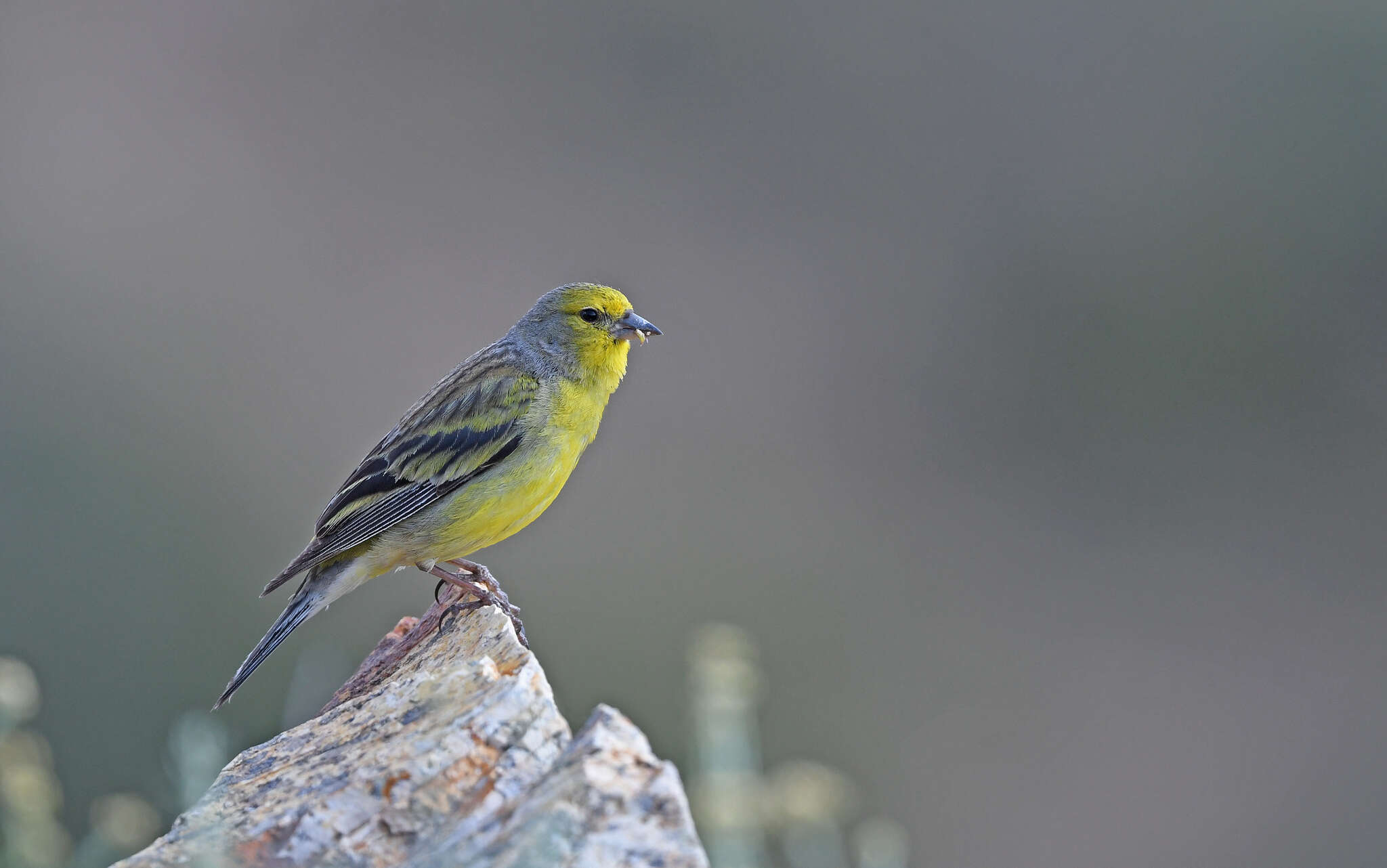 Image of Corsican Citril Finch