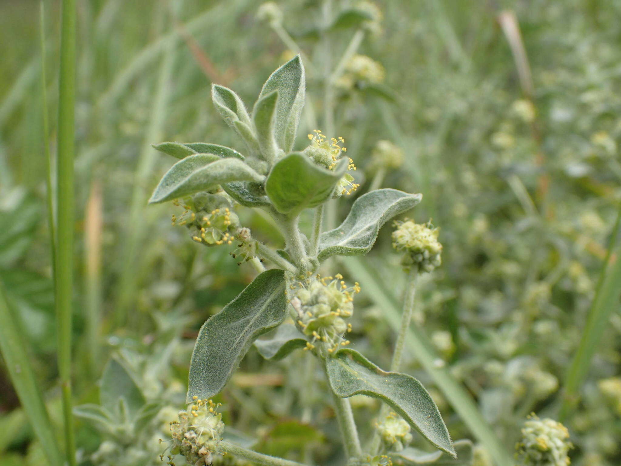 Слика од Mercurialis tomentosa L.