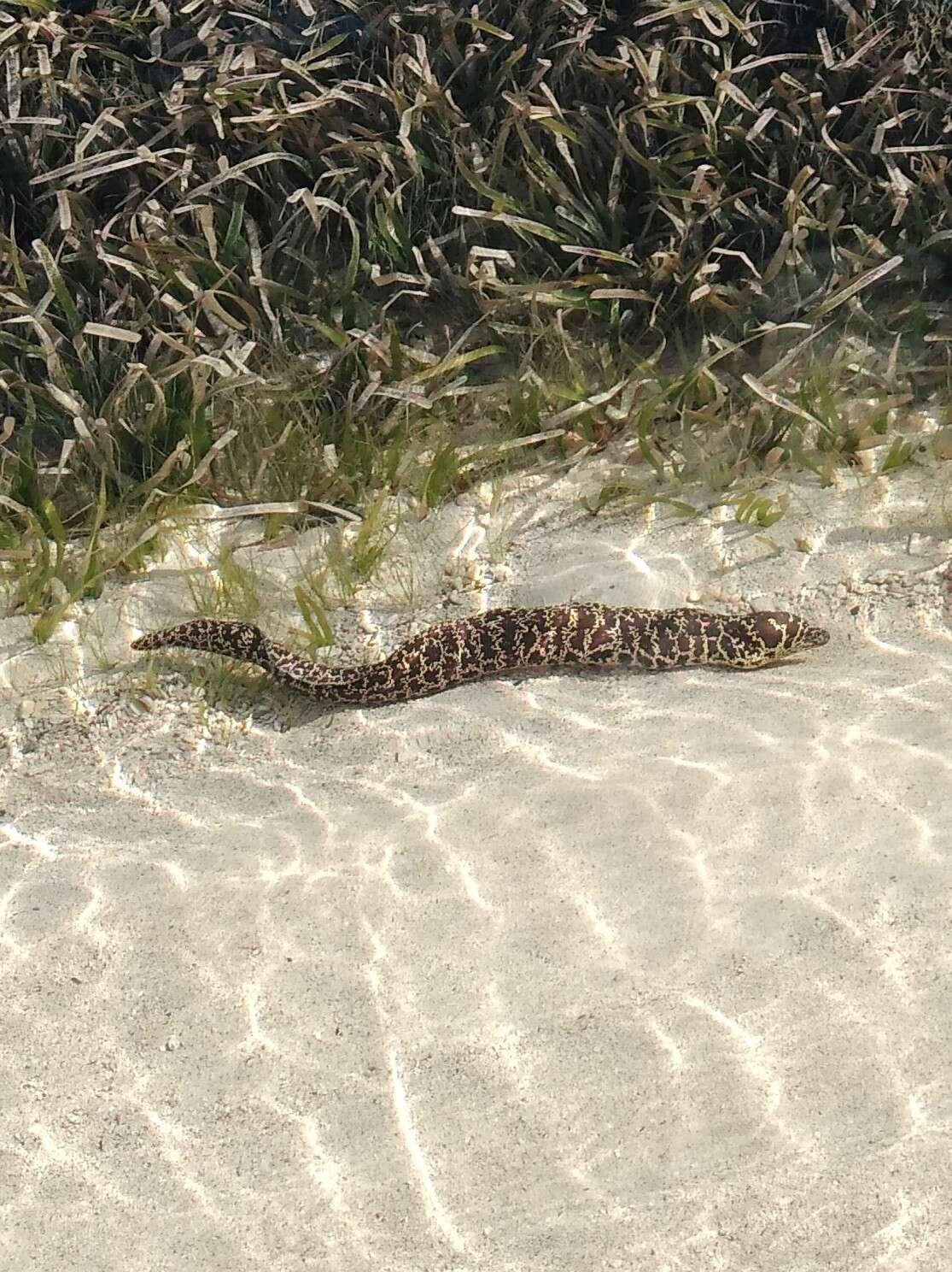 Image of Chain Moray Eel