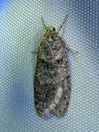 Image of Dull Flatbody Moth