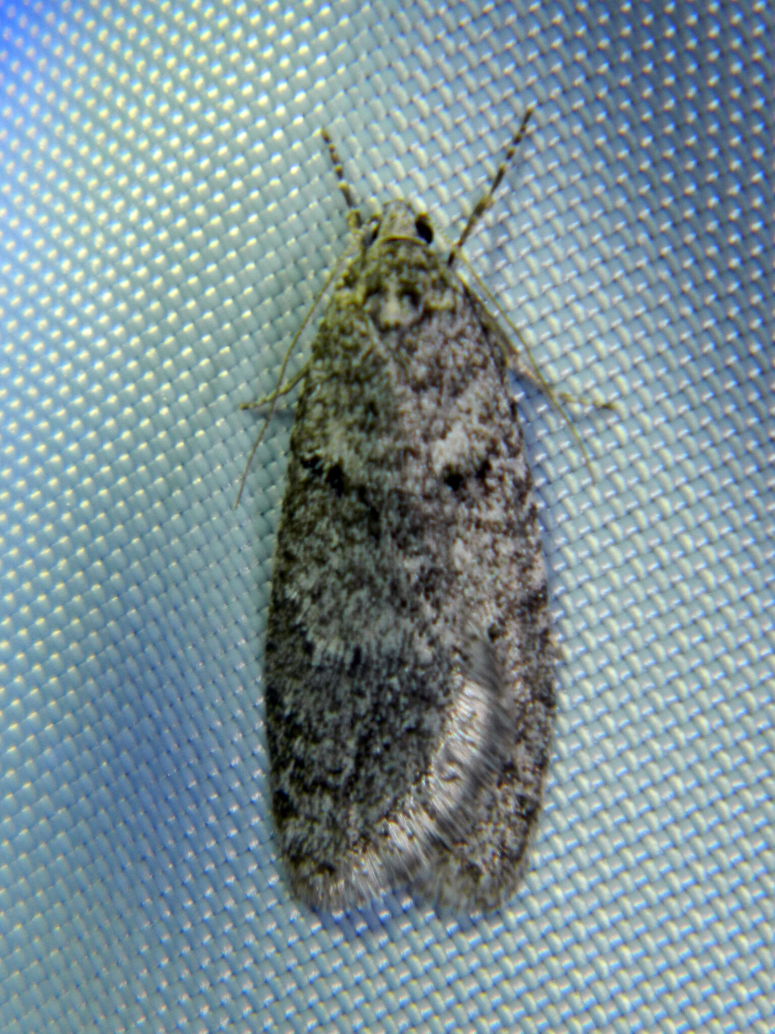 Image of Dull Flatbody Moth