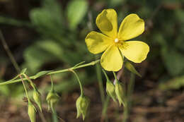 Image of Tuberaria lignosa (Sweet) Samp.