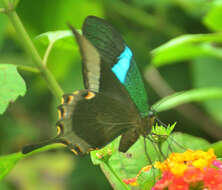 Image of Malabar Banded Peacock