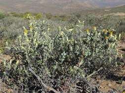 Image of Pteronia ovalifolia DC.