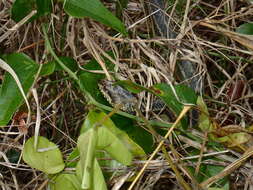 Image of Atlantic Saltmarsh Snake