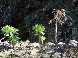 Image of Aeonium urbicum (Chr. Sm. ex Hornem.) Webb & Berth.