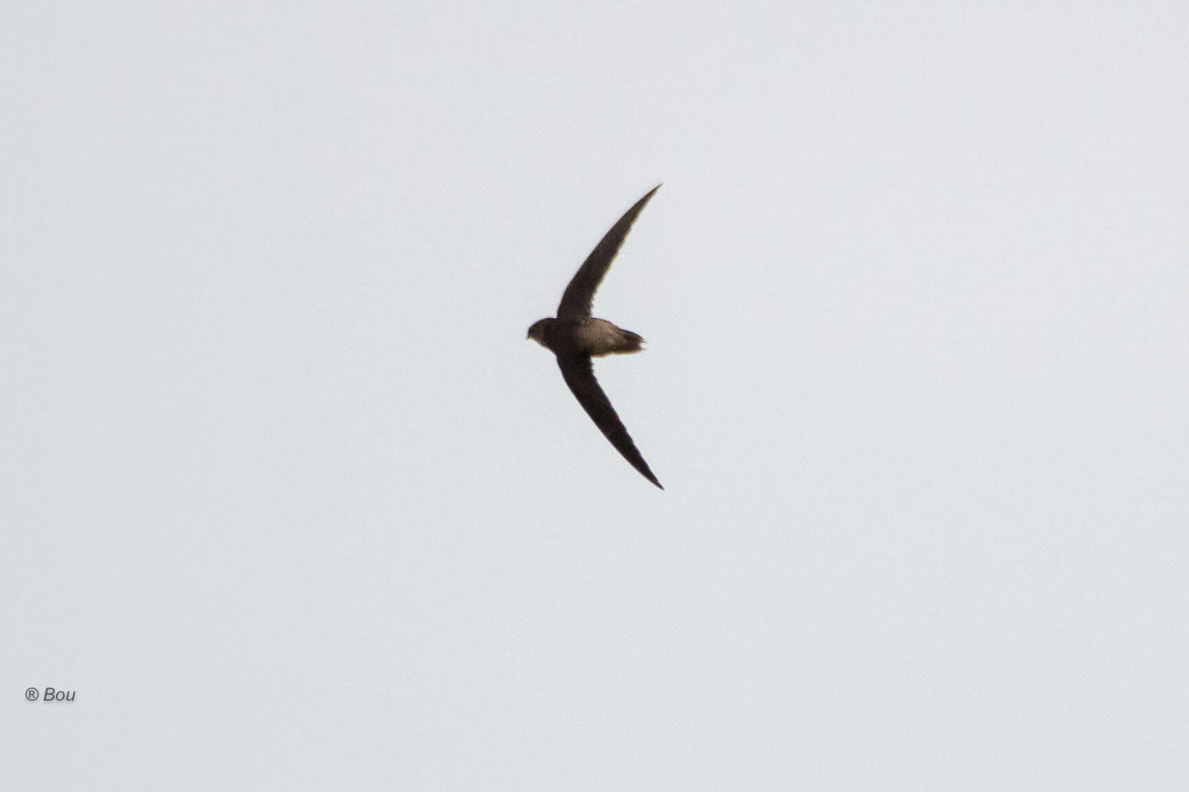 Image of Vaux's Swift