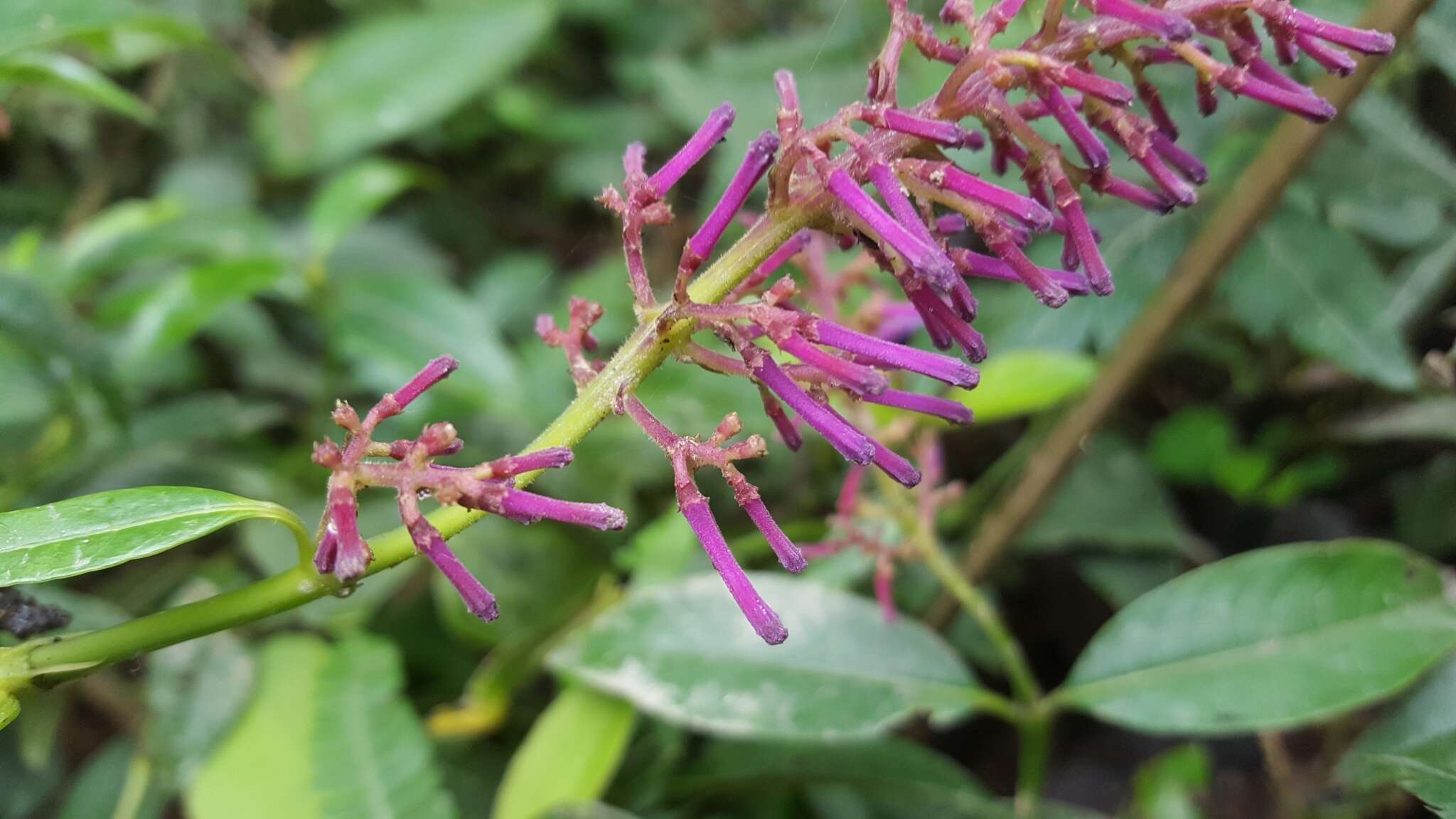 Image de Palicourea angustifolia Kunth