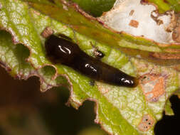 Image of Cherry slug