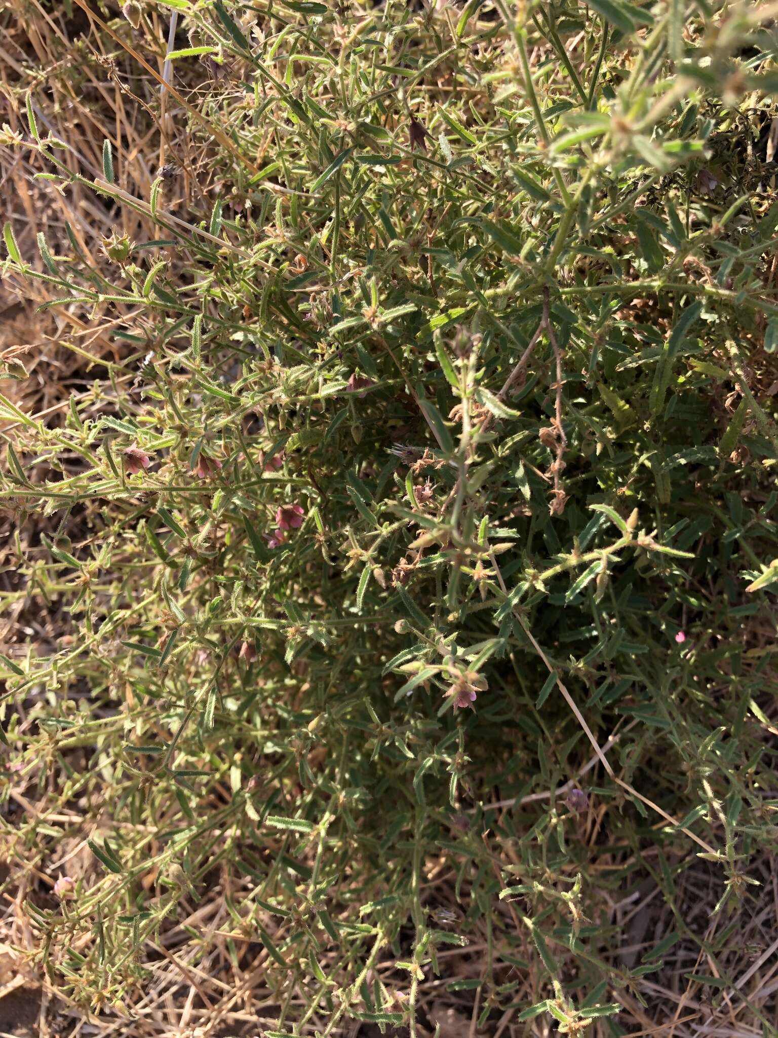 Plancia ëd Hermannia glanduligera K. Schum ex Schinz