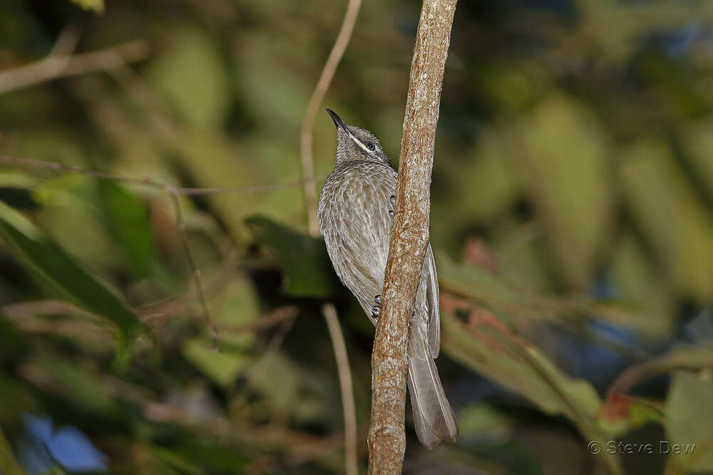 Image of Eungella Honeyeater