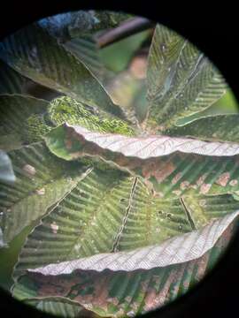 Image of Black-speckled Palm Pit Viper