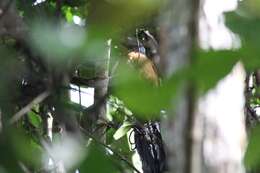 Image of Gabon Coucal