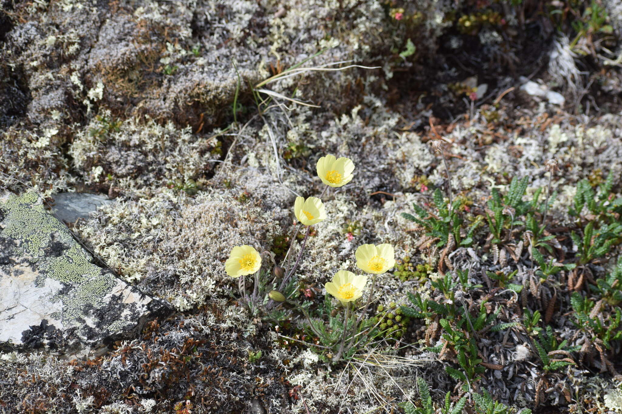 Image of Icelandic poppy