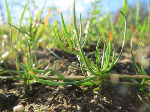 Spergula arvensis L. resmi