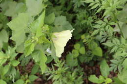 Hibiscus vitifolius L.的圖片