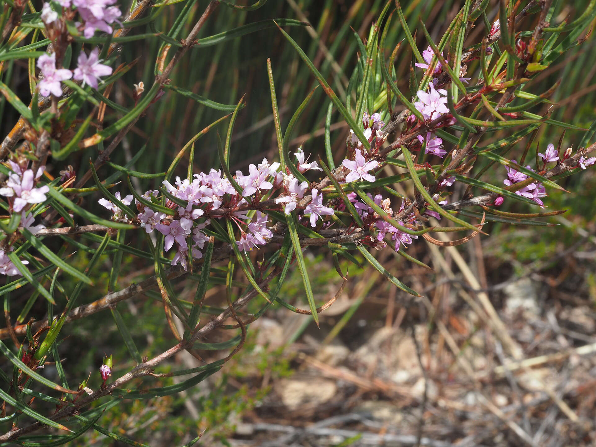 Image of Agathosma pungens (E. Mey. ex Sond.) Pillans